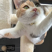 Pua is registered to the contest to win money with this photo: cat, calico, pet, indoor, fur, whiskers, green_eyes, cat_tree, playful, paws, curious, animal, feline, close_up, stretching, collar, home, cute, mammal, domestic