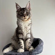 Astral participe au concours pour gagner de l'argent avec cette photo : kitten, cat, gray_fur, white_fur, fluffy, pet, animal, cute, sitting, indoor, cat_perch, feline, whiskers, ears, paws, looking, young_cat, domestic_cat, portrait, fur