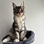 kitten, cat, gray_fur, white_fur, fluffy, pet, animal, cute, sitting, indoor, cat_perch, feline, whiskers, ears, paws, looking, young_cat, domestic_cat, portrait, fur