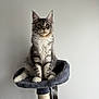 Astral participe au concours pour gagner de l'argent avec cette photo : kitten, cat, tabby, gray_cat, white_cat, cat_perch, scratching_post, pet, animal, feline, cute, fluffy, sitting, indoor, domestic_cat, young_cat, whiskers, ears, tail, fur