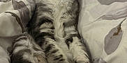 Astral participe au concours pour gagner de l'argent avec cette photo : cat, kitten, gray_tabby, white_paws, pink_paw_pads, lying_down, relaxed, bed, blanket, fur, whiskers, ears, cute, pet, domestic_animal, indoor, feline, sleepy, soft, cozy