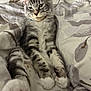 cat, kitten, gray_tabby, white_paws, pink_paw_pads, lying_down, relaxed, bed, blanket, fur, whiskers, ears, cute, pet, domestic_animal, indoor, feline, sleepy, soft, cozy