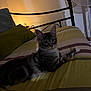 cat, bed, striped_bedspread, tabby_cat, indoor, lamp, pillow, fan, bed_frame, relaxed, feline, pet, cozy, soft_lighting, resting, furniture, domestic, striped, animal, home