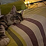 cat, tabby, bed, striped_bedspread, indoor, relaxed, sleepy, pet, feline, whiskers, paws, cozy, furniture, cushion, pillow, soft_lighting, night, resting, domestic_animal, cute