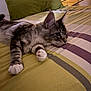 cat, tabby_cat, pet, bed, pillow, striped_bedspread, indoor, feline, relaxed, resting, cozy, fur, whiskers, paw, domestic_animal, sleepy, cute, animal, mammal, household