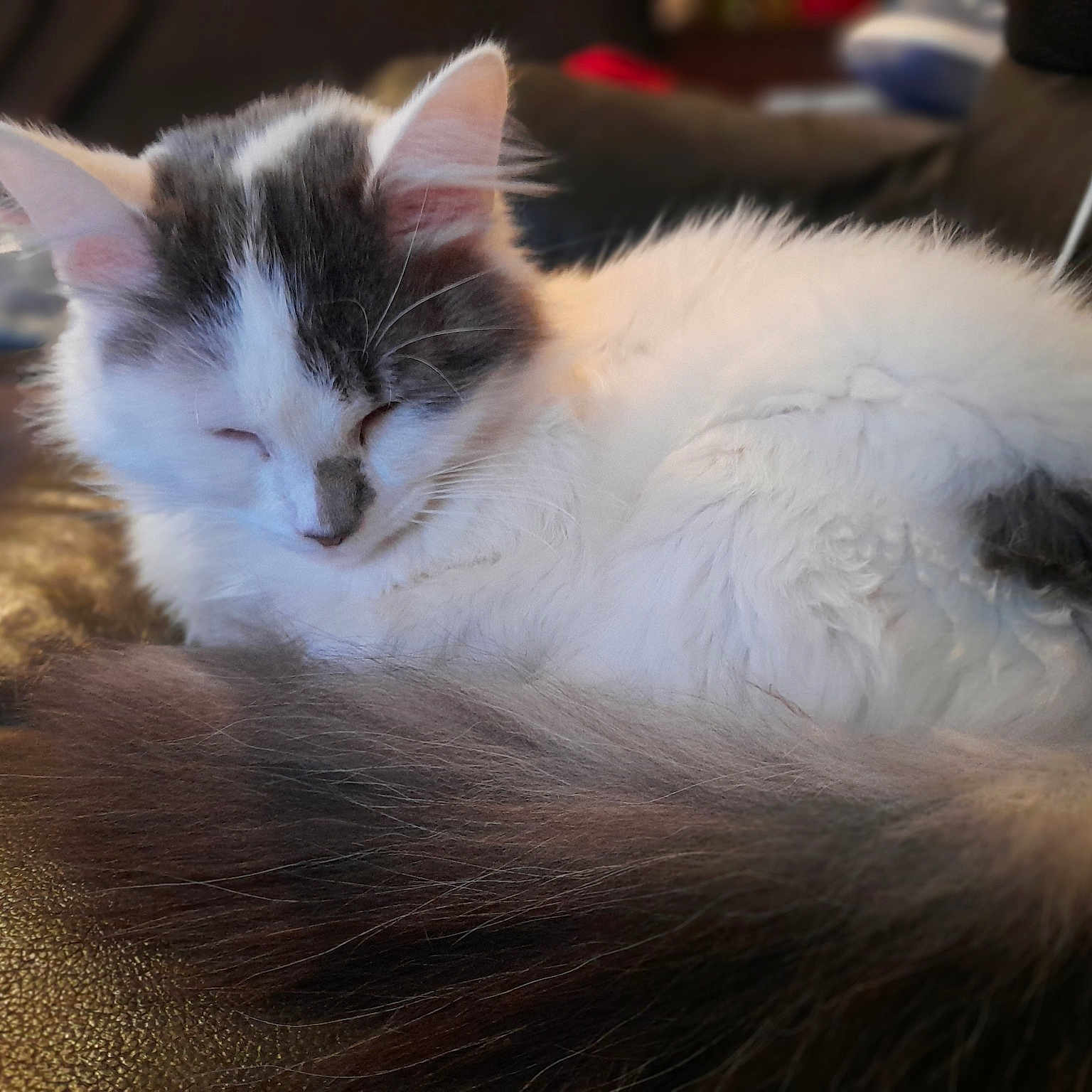 Mimie
