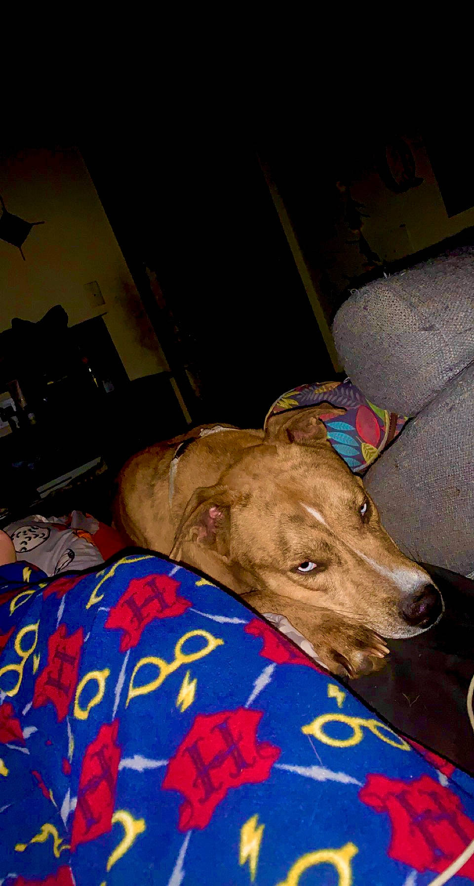 Osiris is registered to the contest to win money with this photo: companion_dog, dog, dog_breed, dog_supply, fawn, flooring, non_sporting_group, rampur_greyhound, room, sighthound, working_animal