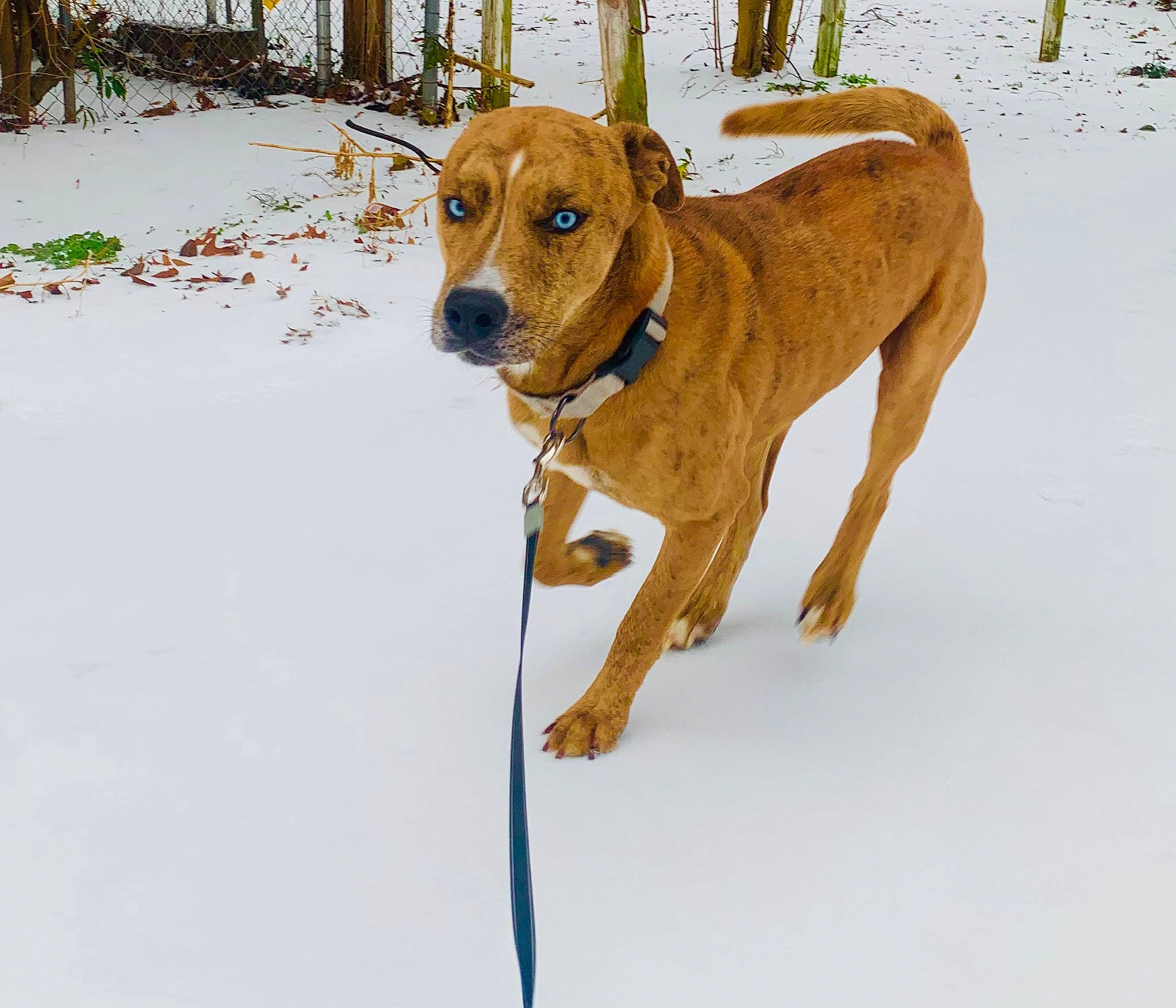 Osiris is registered to the contest to win money with this photo: canidae, carnivore, collar, companion_dog, dog, dog_breed, dog_collar, freezing, hunting_dog, liver, pointing_breed, snow, tail, winter, working_animal, working_dog