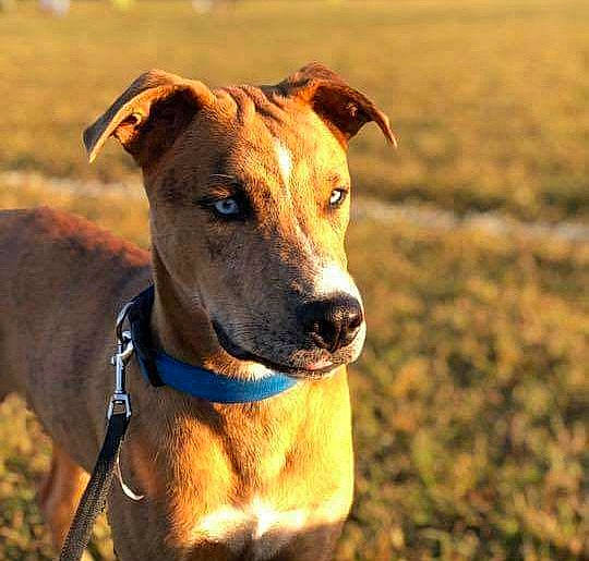 Osiris is registered to the contest to win money with this photo: canidae, carnivore, collar, companion_dog, dog, dog_breed, dog_collar, dog_supply, fawn, grass, grassland, leash, liver, pet_supply, snout, sporting_group, terrestrial_animal, whiskers, working_animal, working_dog