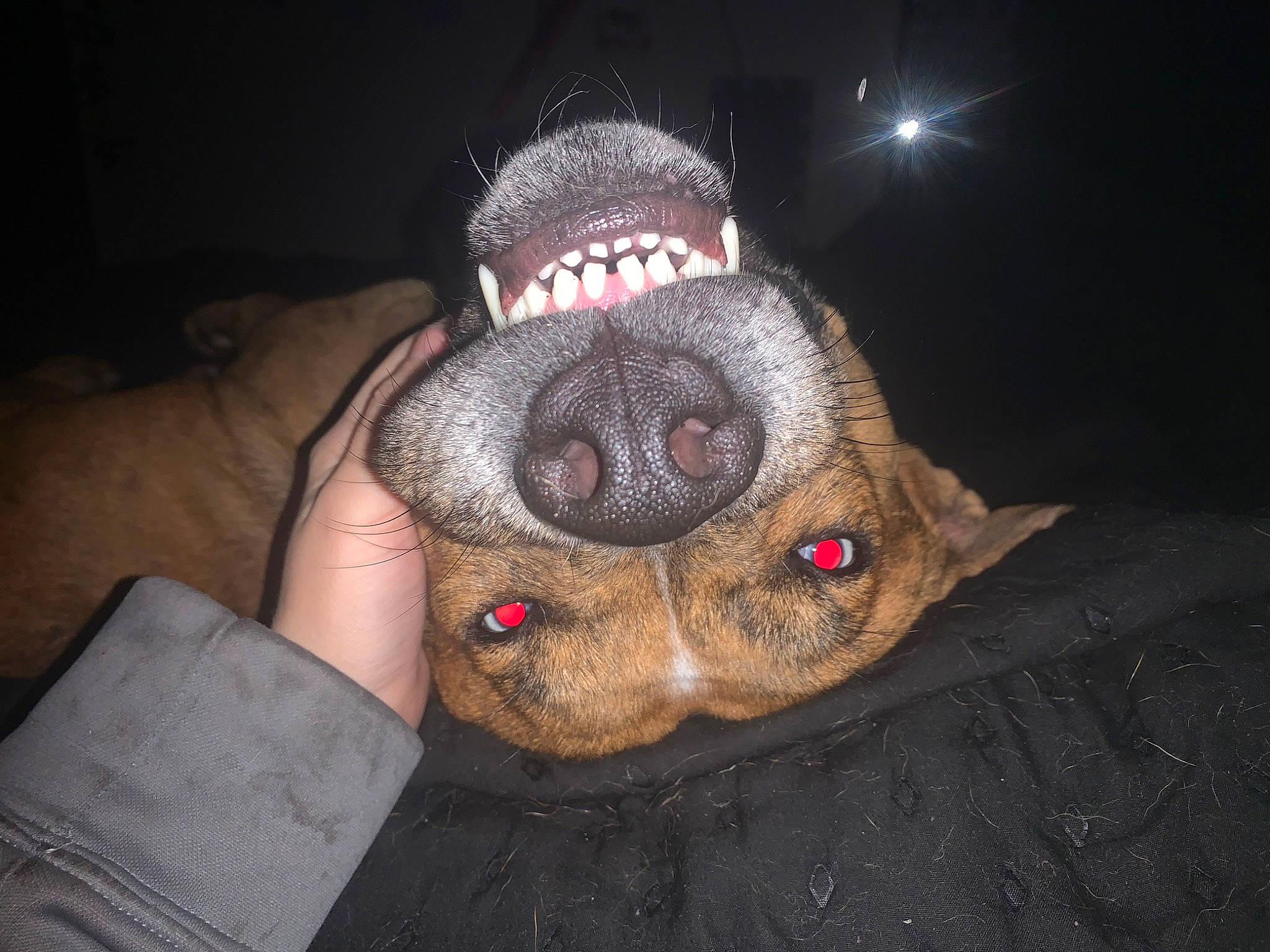 Osiris is registered to the contest to win money with this photo: audio_equipment, carnivore, companion_dog, darkness, dog, dog_breed, ear, facial_hair, fawn, fur, jaw, midnight, non_sporting_group, paw, snout, sporting_group, terrestrial_animal, whiskers, working_animal, wrinkle