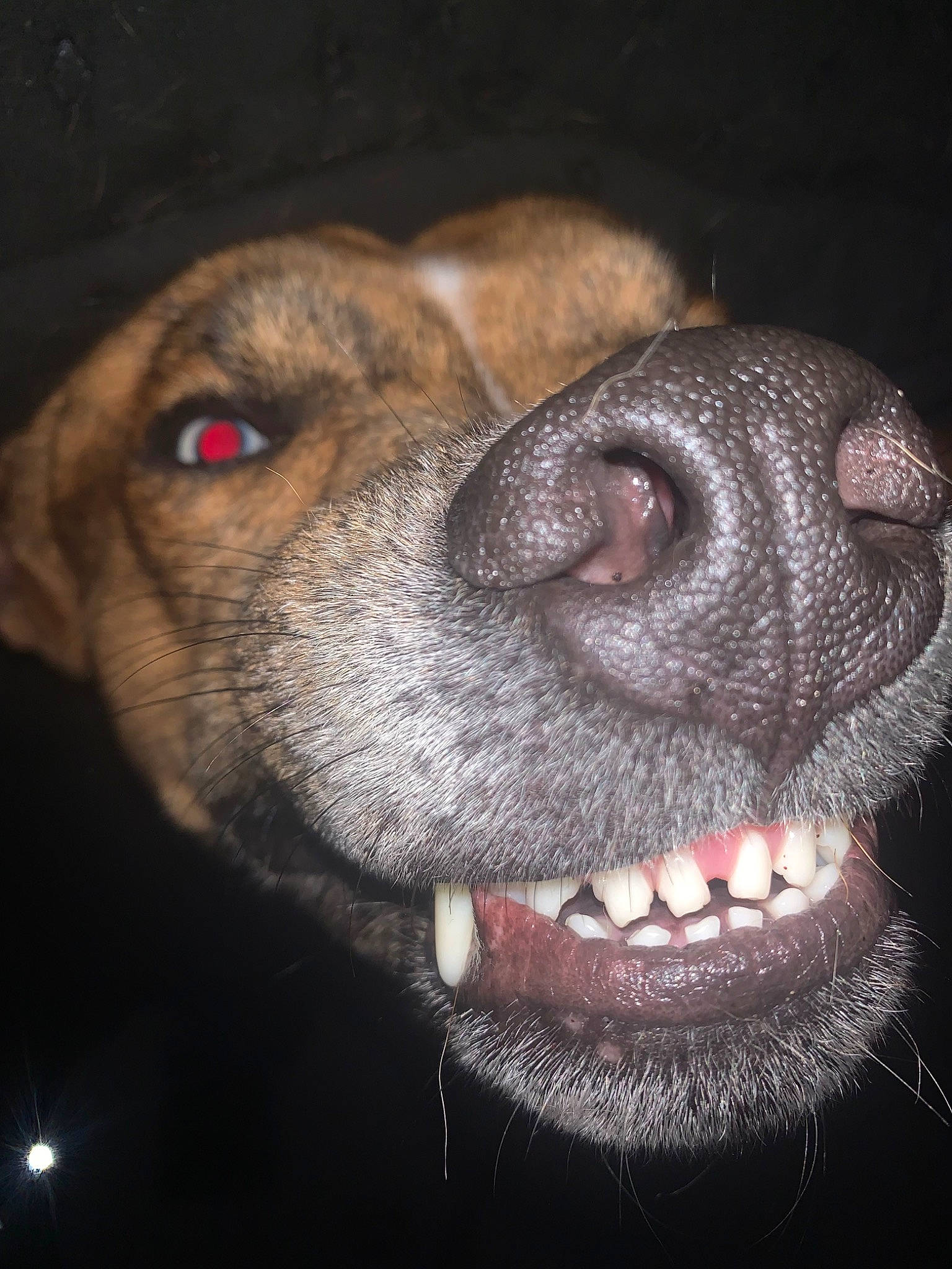 Osiris joined the competition — help win amazing prizes! canidae, carnivore, close_up, collar, companion_dog, darkness, dog, dog_breed, ear, fur, jaw, liver, snout, sporting_group, terrestrial_animal, whiskers, working_animal