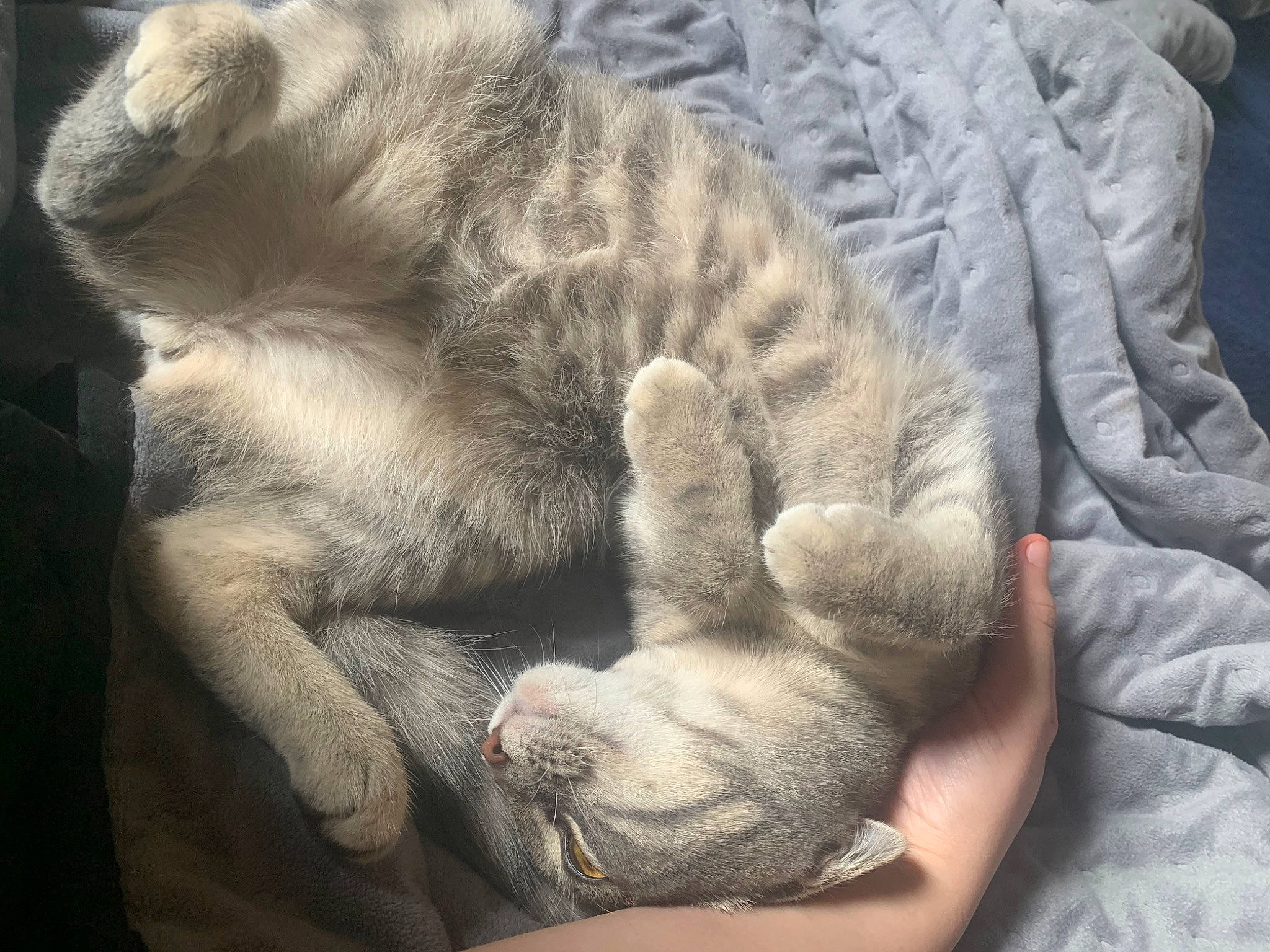 Tito joined the competition — help win amazing prizes! bored, carnivore, cat, claw, comfort, couch, domestic_short_haired_cat, fawn, felidae, fur, gesture, grey, nap, paw, sky, sleep, small_to_medium_sized_cats, snout, tail, whiskers