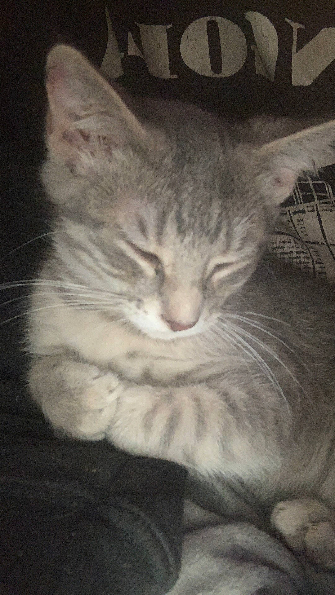 Tito is registered to the contest to win money with this photo: carnivore, cat, comfort, darkness, domestic_short_haired_cat, ear, felidae, fur, gesture, grey, monochrome, monochrome_photography, paw, photo_caption, small_to_medium_sized_cats, snout, tail, whiskers, window