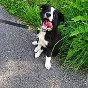 Bandy participe au concours pour gagner de l'argent avec cette photo : animal, black_and_white, canine, collar, cute, dog, fur, grass, happy, leash, nature, outdoor, path, pet, playful, puppy, sitting, summer, tongue_out, young_dog