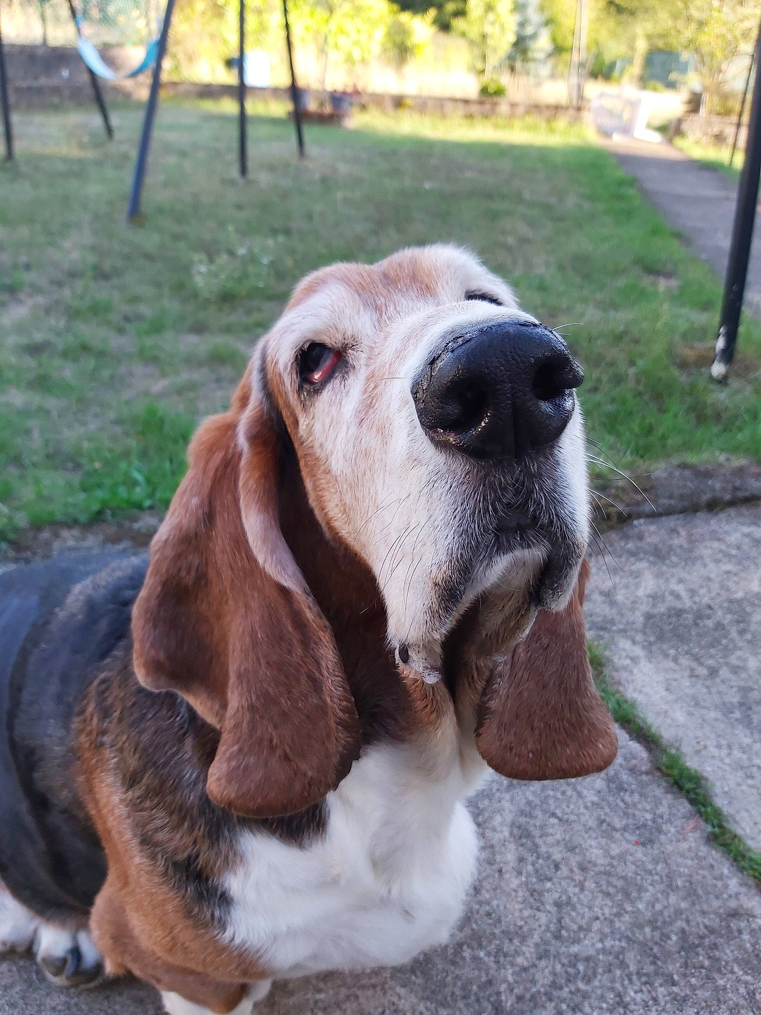 Ingemar a rejoint le concours — aidez-le/la à gagner de superbes lots ! basset_hound, carnivore, collar, companion_dog, dog, dog_breed, dog_collar, dog_supply, grass, hound, hunting_dog, liver, metal, pet_supply, plant, scent_hound, sporting_group, tree, whiskers, working_animal