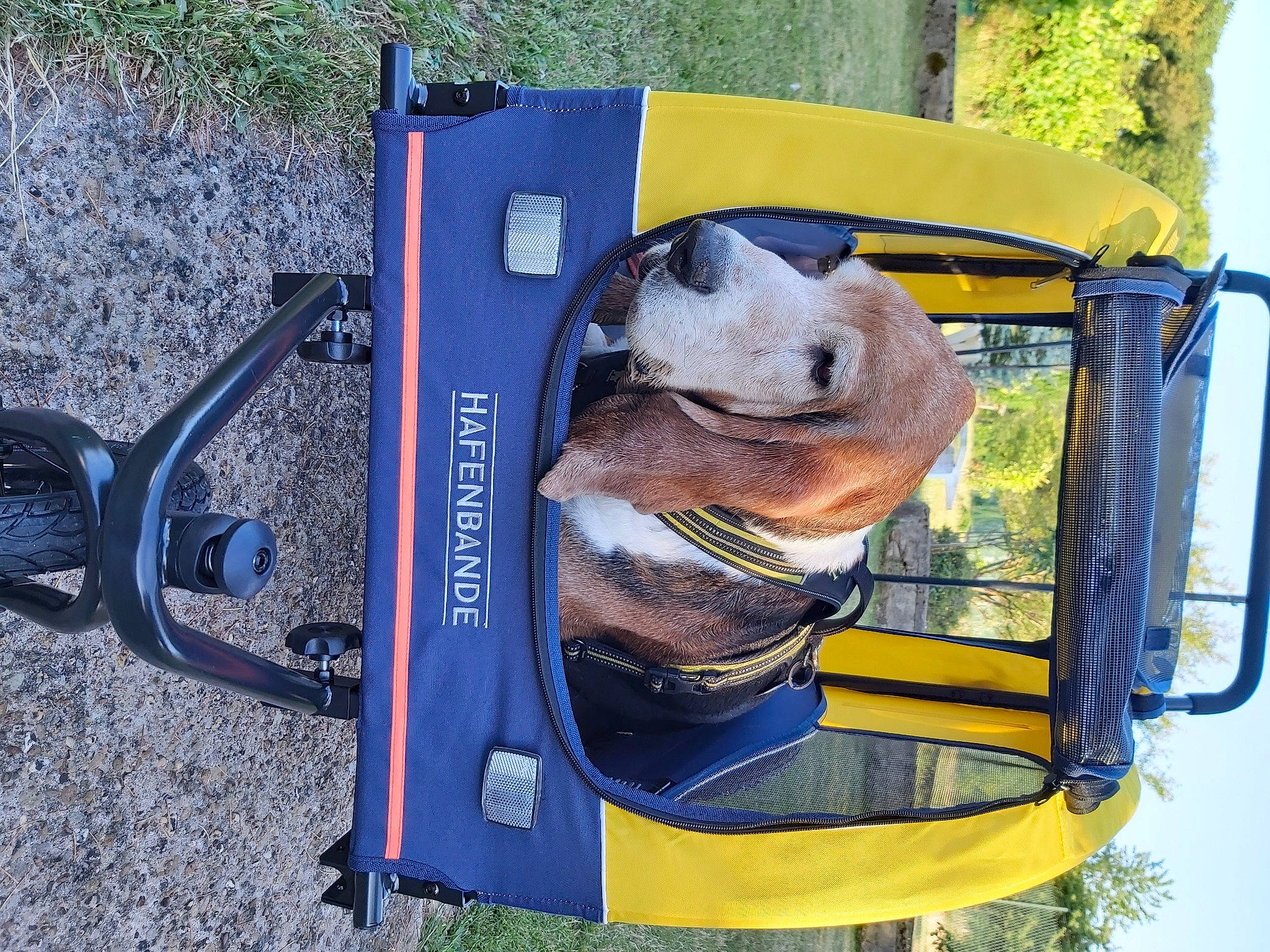 Ingemar a rejoint le concours — aidez-le/la à gagner de superbes lots ! automotive_exterior, automotive_mirror, carnivore, collar, companion_dog, dog, dog_breed, fawn, gas, grass, leisure, motor_vehicle, pet_supply, recreation, snout, sports_equipment, stuffed_toy, toy, vehicle_door, working_animal