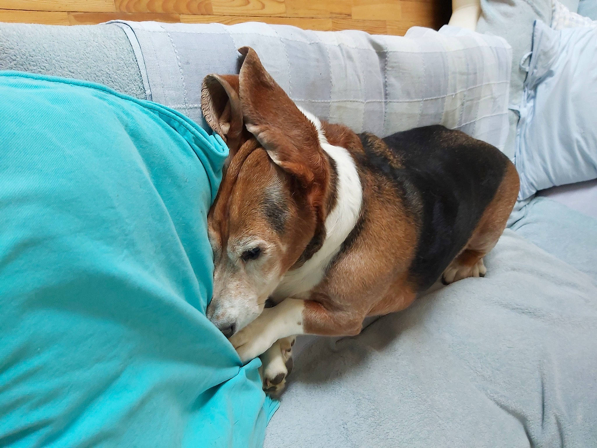 Ingemar participe au concours pour gagner de l'argent avec cette photo : basenji, canidae, carnivore, comfort, companion_dog, dog, dog_bed, dog_breed, dog_supply, hound, linens, non_sporting_group, pillow, scent_hound, sporting_group, terrier, whiskers, working_animal
