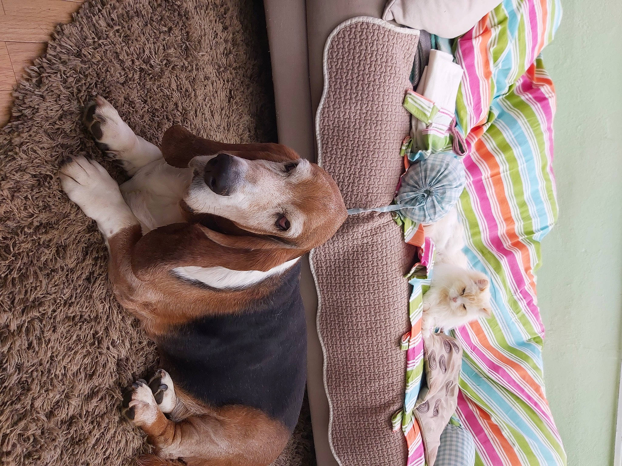 Ingemar participe au concours pour gagner de l'argent avec cette photo : canidae, carnivore, collar, comfort, companion_dog, dog, dog_breed, dog_supply, fawn, fur, non_sporting_group, pattern, snout, sporting_group, stuffed_toy, tail, whiskers, wood, working_animal