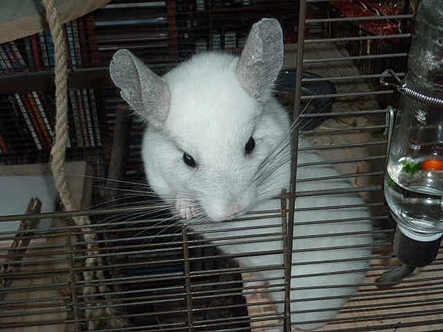 Zéphyr