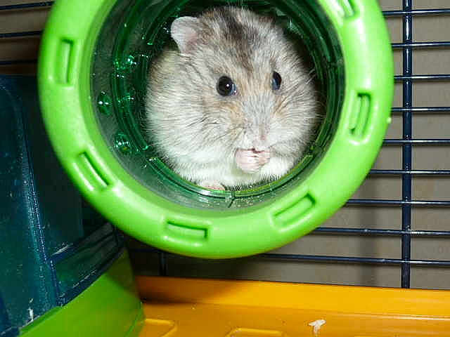 Lulubelle