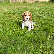 Bloom participe au concours pour gagner de l'argent avec cette photo : dog, puppy, beagle, tricolor, grass, lawn, outdoors, pet, sitting, brown_ears, white_chest, cute, muzzle, portrait, shallow_depth_of_field, greenery, wall, sunlight, looking_at_camera, young