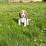 dog, puppy, beagle, tricolor, grass, lawn, outdoors, pet, sitting, brown_ears, white_chest, cute, muzzle, portrait, shallow_depth_of_field, greenery, wall, sunlight, looking_at_camera, young
