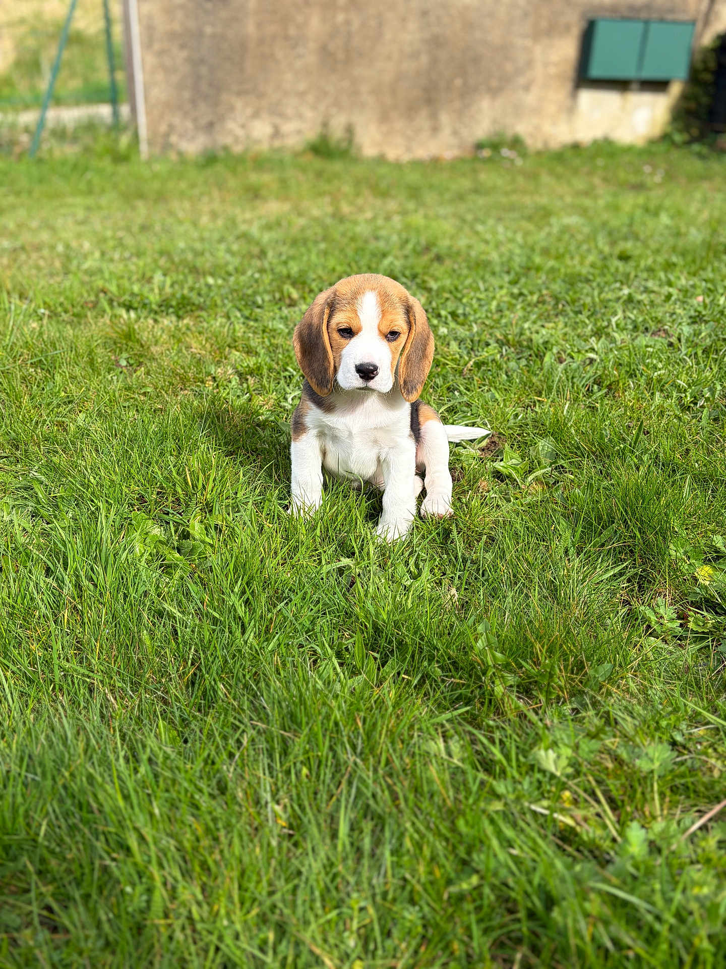 Bloom participe au concours pour gagner de l'argent avec cette photo : dog, puppy, beagle, tricolor, grass, lawn, outdoors, pet, sitting, brown_ears, white_chest, cute, muzzle, portrait, shallow_depth_of_field, greenery, wall, sunlight, looking_at_camera, young