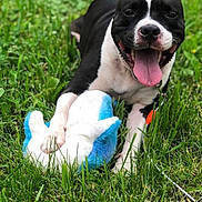 Esko is registered to the contest to win money with this photo: dog, black_and_white, outdoors, grass, lawn, pet, animal, portrait, sitting, lying_down, open_mouth, tongue, happy, playful, toy, plush_toy, front_view, short_hair, collar, daylight