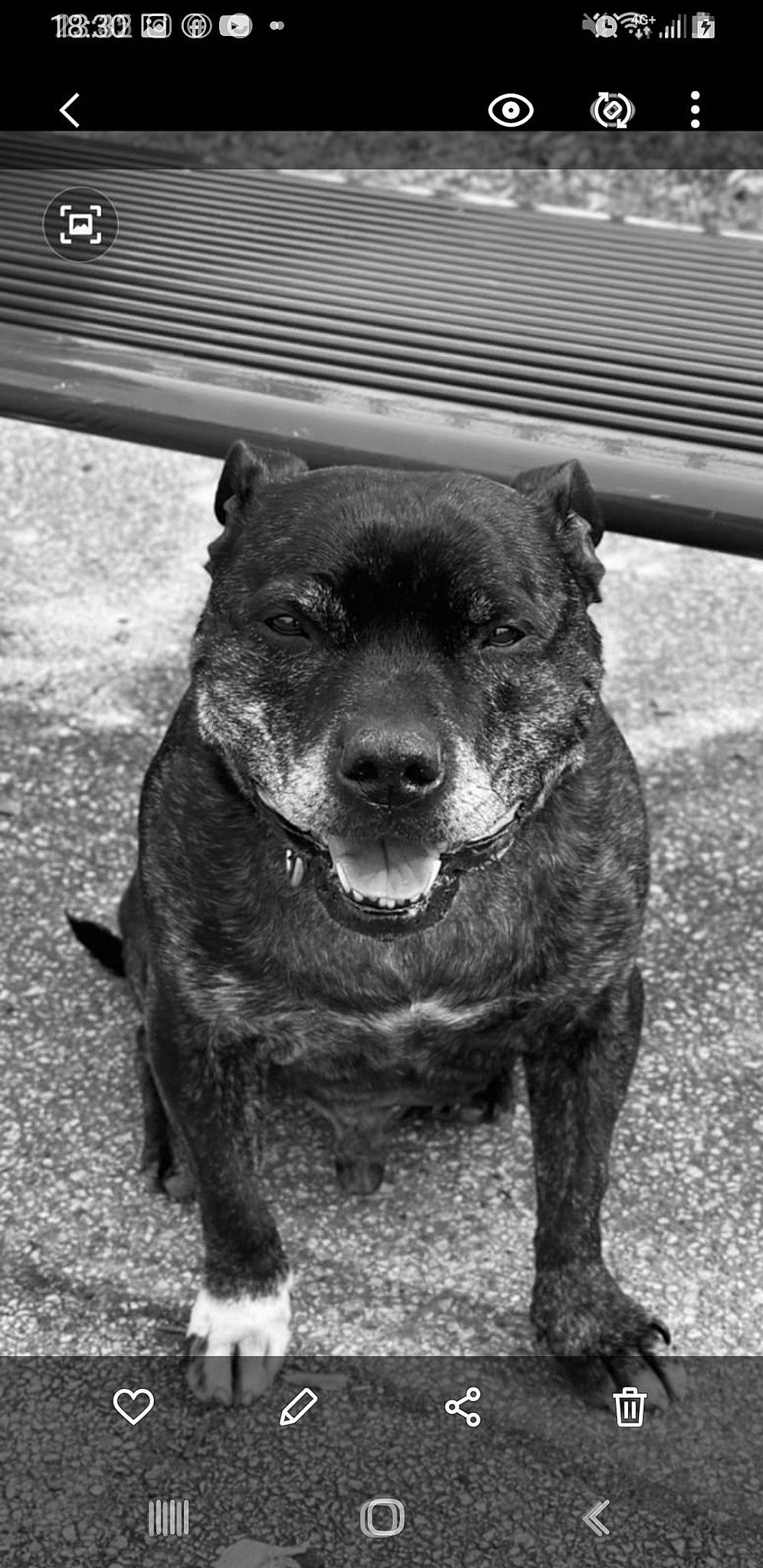 Chaiko participe au concours pour gagner de l'argent avec cette photo : canidae, carnivore, companion_dog, dog, dog_breed, dog_collar, fur, grass, guard_dog, monochrome, monochrome_photography, retriever, snout, sporting_group, street_dog, style, terrestrial_animal, whiskers, working_animal, working_dog