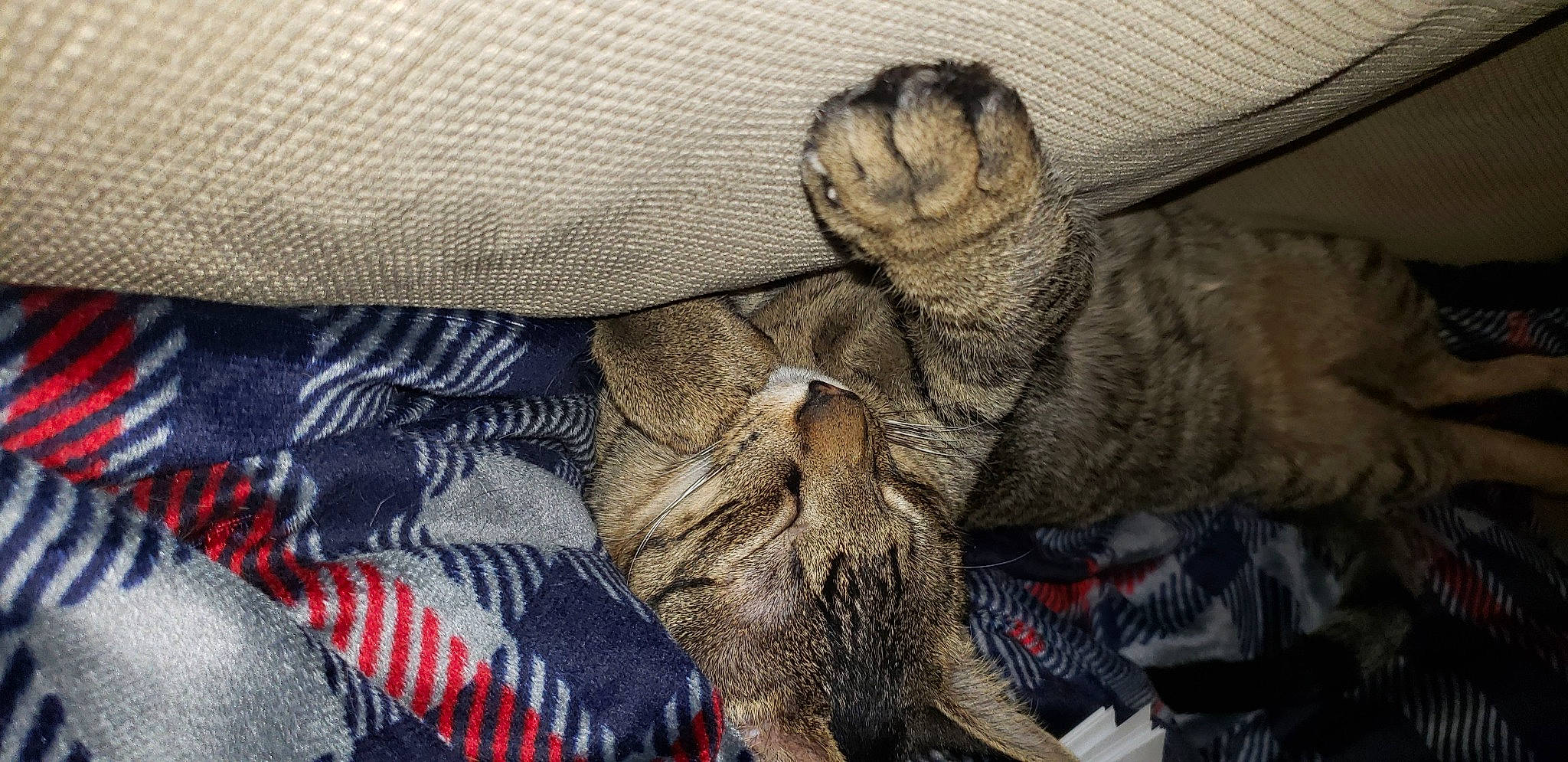 Ruger joined the competition — help win amazing prizes! carnivore, cat, claw, comfort, domestic_short_haired_cat, electric_blue, fawn, felidae, fur, gesture, grey, human_leg, linens, pattern, small_to_medium_sized_cats, snout, textile, whiskers, wool, wrinkle