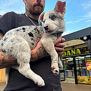 Oreo is registered to the contest to win money with this photo: accessories, adult, animal, bodypart, burger, canine, dog, finger, food, hand, husky, jewelry, male, man, necklace, person, pet, skin, strap, tattoo