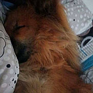 Isis participe au concours pour gagner de l'argent avec cette photo : dog, sleeping, fur, pillow, bed, cozy, rest, animal, pet, indoors, closeup, comfort, brown_fur, relaxed, cute, snuggle, face, napping, soft, domestic_animal