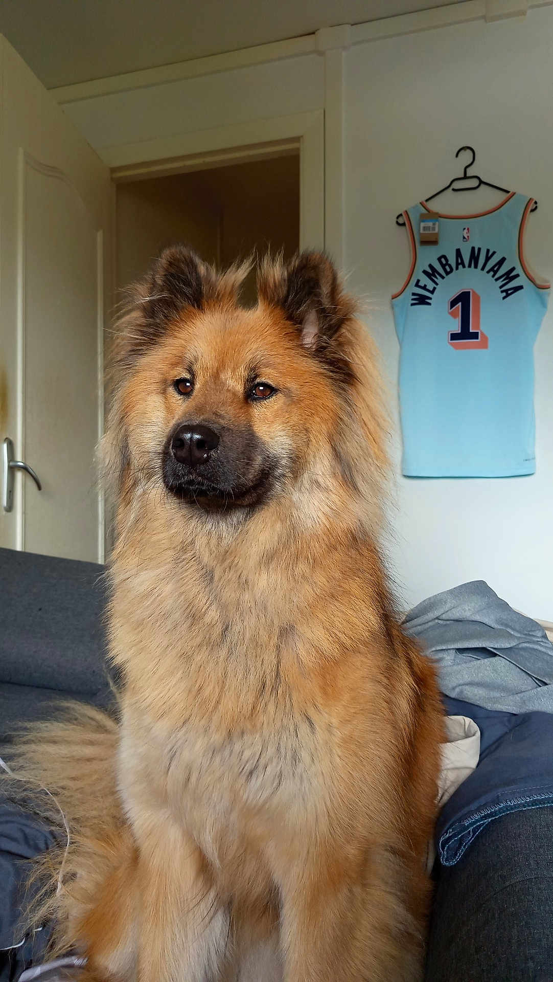 Isis a rejoint le concours — aidez-le/la à gagner de superbes lots ! dog, fluffy, brown, indoor, couch, basketball_jersey, clothing, wall, door, hanger, fur, pet, animal, portrait, sitting, furniture, calm, looking_away, room, home