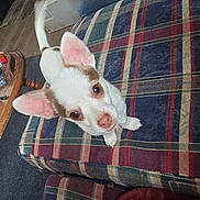 Norman joined the competition — help win amazing prizes! puppy, dog, small_dog, white_dog, brown_spots, ears, tail, looking_up, couch, plaid, indoor, carpet, wood_floor, furniture, cozy, pet, canine, cute, animal, companion