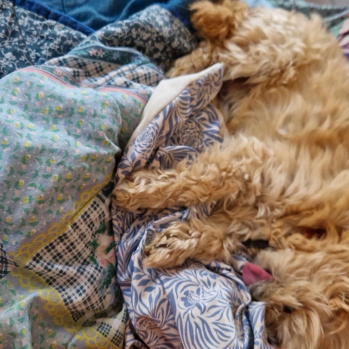 Rolky a rejoint le concours — aidez-le/la à gagner de superbes lots ! canidae, carnivore, companion_dog, dog, dog_breed, felidae, fur, linens, nap, pattern, plaid, poodle, sleeve, small_to_medium_sized_cats, snout, sporting_group, tartan, terrier, toy_dog, whiskers