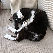 Vuitton participe au concours pour gagner de l'argent avec cette photo : animal, beige, black_and_white, cat, comfortable, couch, cozy, curled_up, cute, feline, fur, home, indoor, laying, paw, pet, relaxed, resting, soft_texture, whiskers