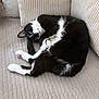 Vuitton a rejoint le concours — aidez-le/la à gagner de superbes lots ! animal, beige, black_and_white, cat, comfortable, couch, cozy, curled_up, cute, feline, fur, home, indoor, laying, paw, pet, relaxed, resting, soft_texture, whiskers