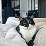 animal, black_and_white_cat, blanket, cat, comfortable, couch, cozy, ears, eyes, feline, fur, furniture, home, indoor, living_room, modern, pet, pillows, relaxed, whiskers