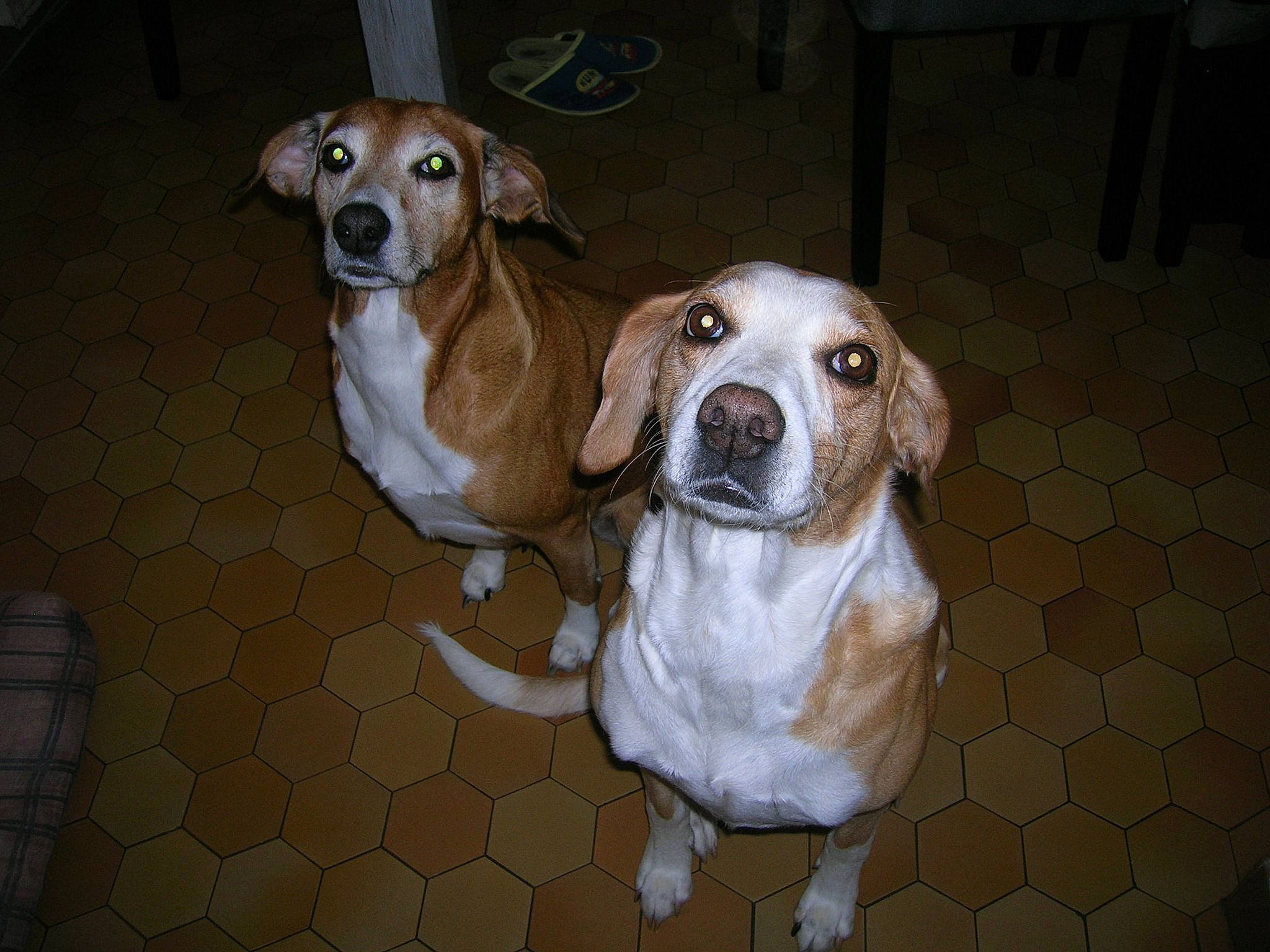 Thelma Hope participe au concours pour gagner de l'argent avec cette photo : american_foxhound, beagle, canidae, carnivore, companion_dog, dog, dog_breed, drever, fawn, feist, harrier, hunting_dog, mammal, nose, posavac_hound, rare_breed_dog, snout, sporting_group, vertebrate, whiskers