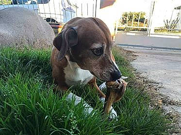 Thelma Hope a rejoint le concours — aidez-le/la à gagner de superbes lots ! beagador, beagle, canidae, carnivore, companion_dog, dog, dog_breed, estonian_hound, fawn, harrier, hunting_dog, mammal, mountain_cur, posavac_hound, rare_breed_dog, snout, sporting_group, street_dog, treeing_walker_coonhound, vertebrate