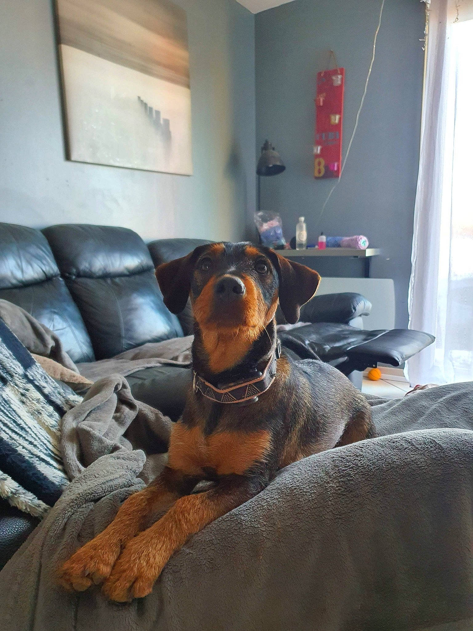 Louna a rejoint le concours — aidez-le/la à gagner de superbes lots ! armrest, canidae, carnivore, chair, comfort, companion_dog, couch, curtain, dog, dog_breed, fawn, floor, flooring, living_room, picture_frame, room, snout, sporting_group, window, working_animal