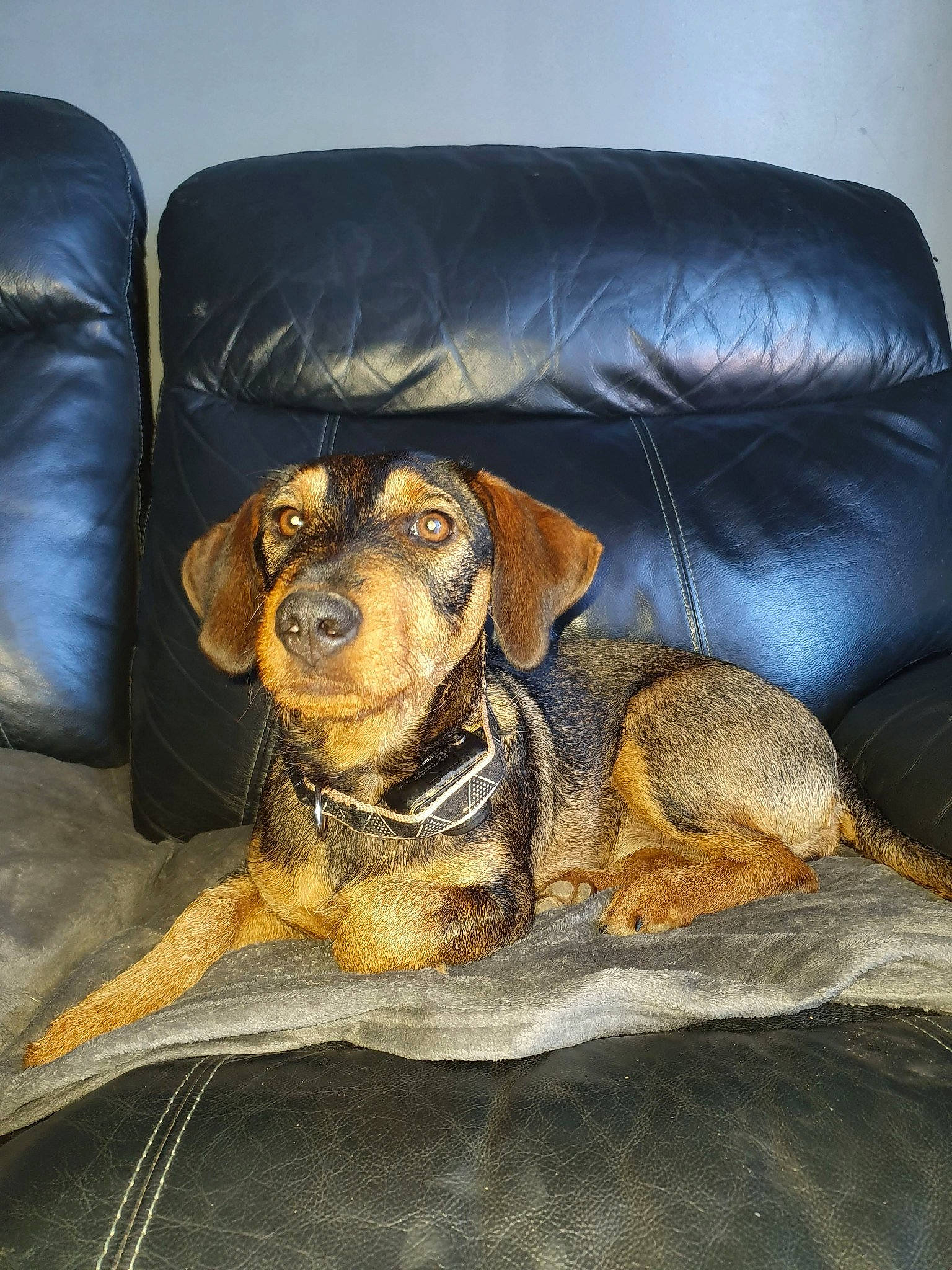 Louna participe au concours pour gagner de l'argent avec cette photo : armrest, brown, canidae, carnivore, comfort, companion_dog, couch, dog, dog_breed, flooring, fur, liver, living_room, metal, pet_supply, sleeper_chair, sofa_bed, sporting_group, studio_couch, working_animal