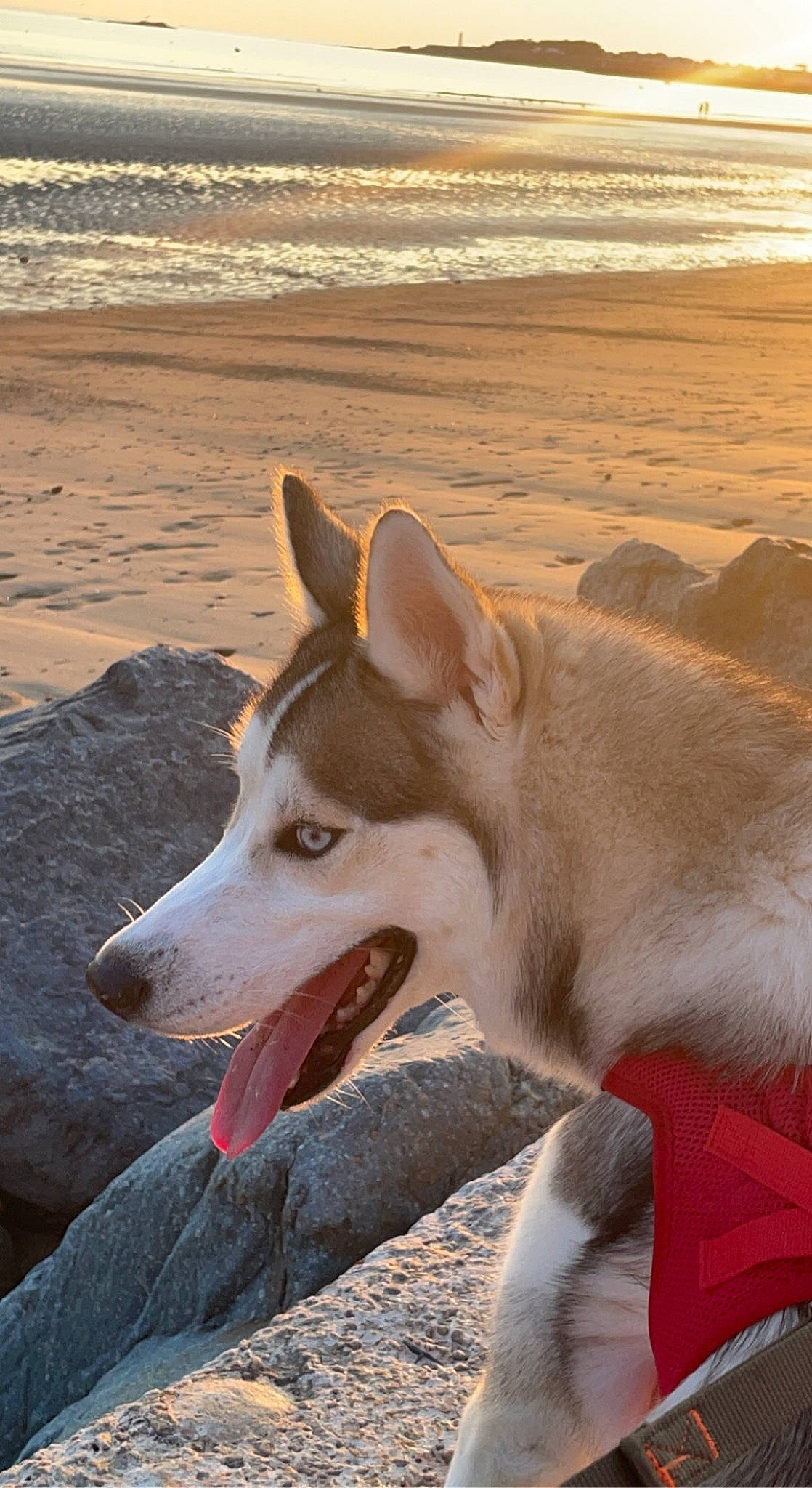 Sky participe au concours pour gagner de l'argent avec cette photo : beach, canidae, carnivore, collar, companion_dog, dog, dog_breed, non_sporting_group, ocean, sand, snout, sporting_group, water, wind_wave, wood, working_animal, working_dog