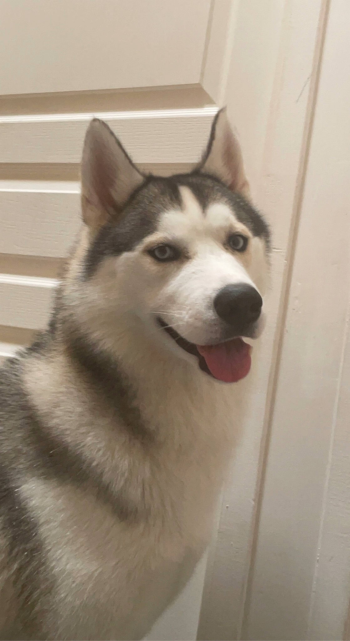 Sky a rejoint le concours — aidez-le/la à gagner de superbes lots ! ancient_dog_breeds, canis, carnivore, dog, dog_breed, fur, sled_dog, snout, terrestrial_animal, whiskers, working_animal, working_dog