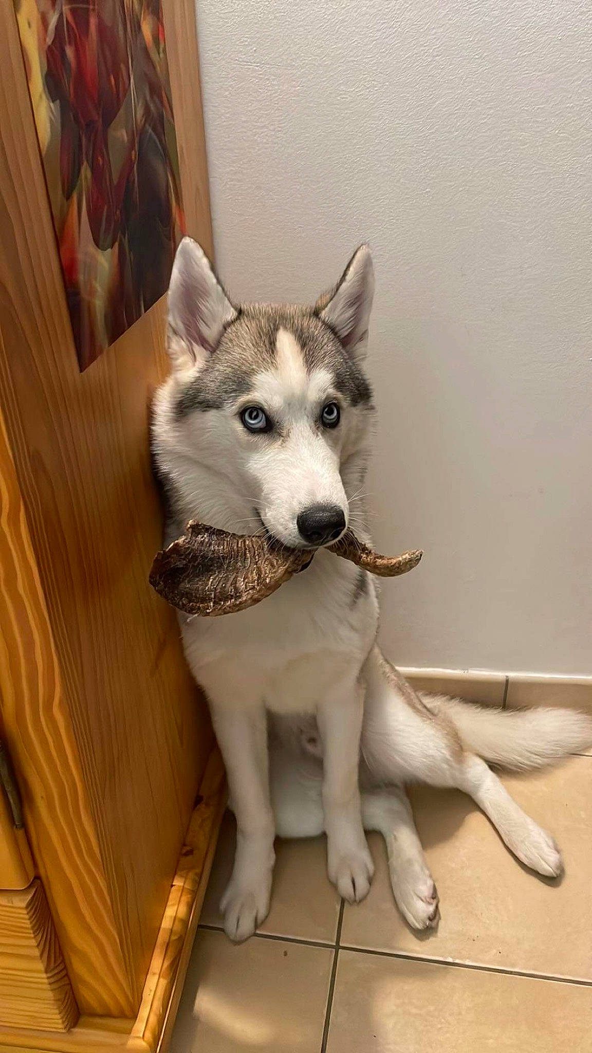 Sky participe au concours pour gagner de l'argent avec cette photo : art, canidae, canis, carnivore, companion_dog, dog, dog_breed, door, floor, flooring, fur, grey, picture_frame, sled_dog, snout, sporting_group, terrestrial_animal, wolf, wood, working_animal