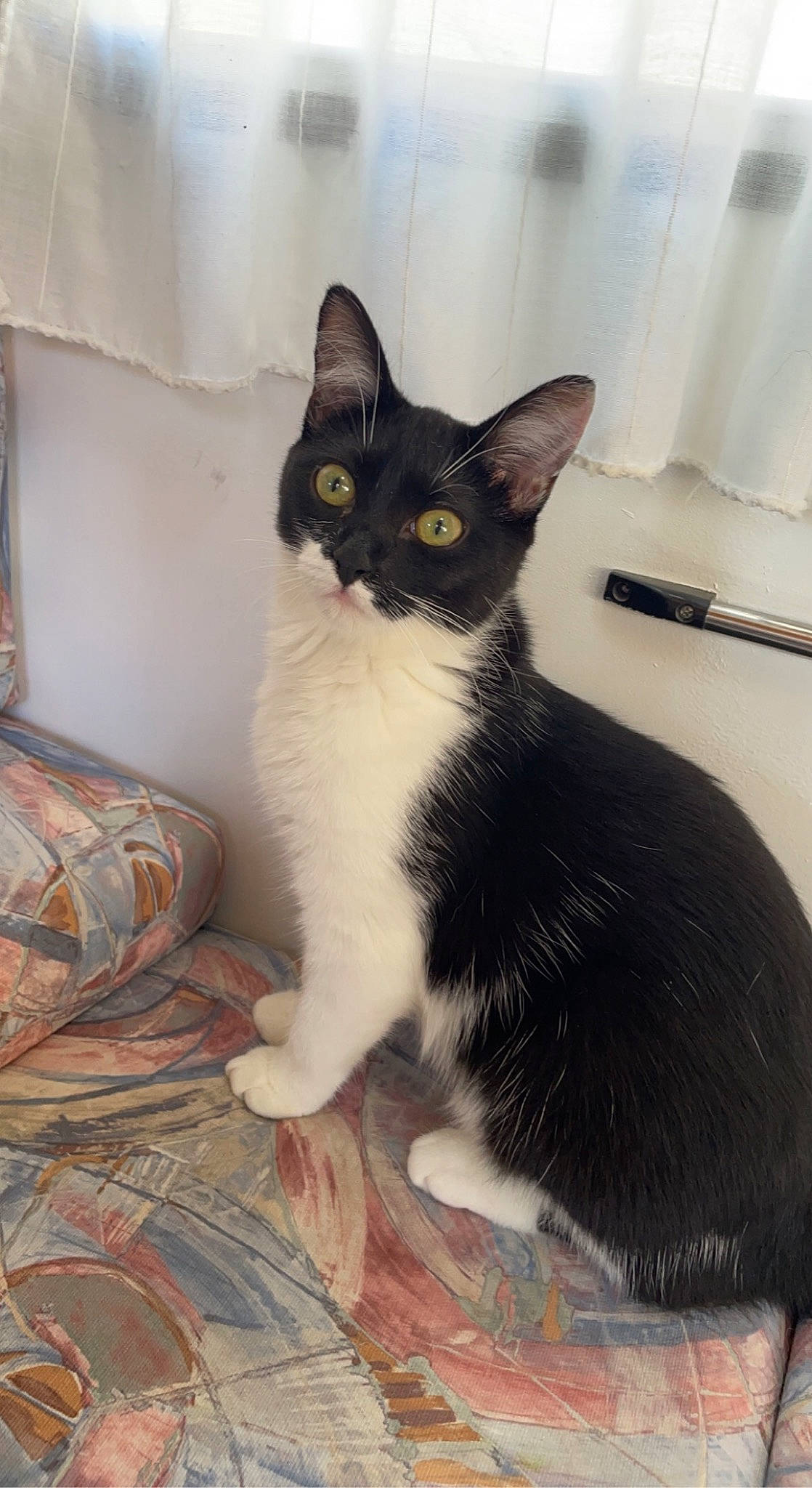 Fouinette a rejoint le concours — aidez-le/la à gagner de superbes lots ! carnivore, cat, cat_supply, comfort, domestic_short_haired_cat, felidae, flooring, fur, linens, paw, sitting, small_to_medium_sized_cats, tail, whiskers, window