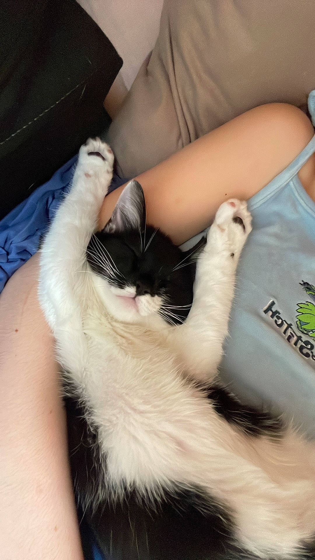 Fouinette participe au concours pour gagner de l'argent avec cette photo : carnivore, cat, claw, comfort, domestic_short_haired_cat, elbow, eyelash, felidae, fur, gesture, lap, mammal, nail, paw, pet_supply, small_to_medium_sized_cats, snout, vertebrate, whiskers, wrist