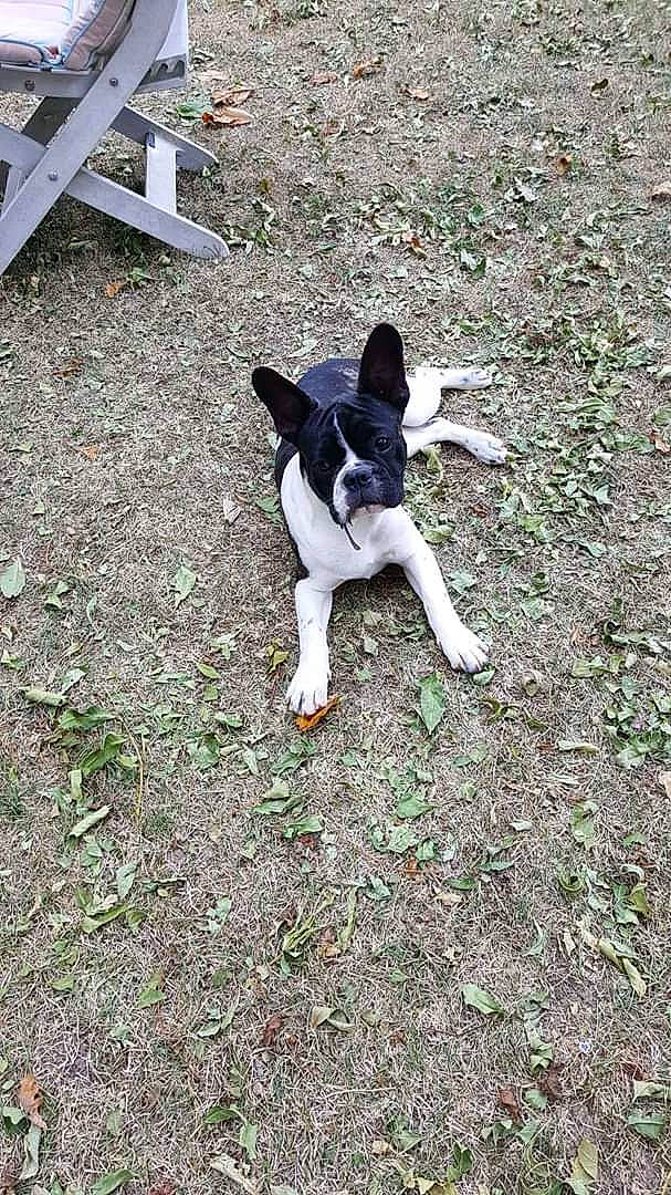 Pouff a rejoint le concours — aidez-le/la à gagner de superbes lots ! brazilian_terrier, canidae, carnivore, danish_swedish_farmdog, dog, dog_breed, feist, fox_terrier, mammal, miniature_fox_terrier, rat_terrier, ratonero_bodeguero_andaluz, smooth_fox_terrier, sporting_group, tail, teddy_roosevelt_terrier, tenterfield_terrier, terrier, toy_fox_terrier, treeing_feist