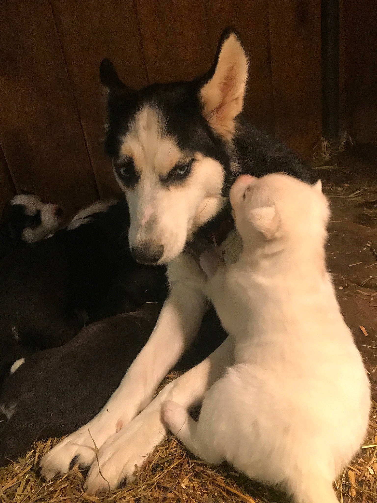 Little Bear is registered to the contest to win money with this photo: alaskan_malamute, canadian_eskimo_dog, canidae, carnivore, dog, dog_breed, east_siberian_laika, labrador_husky, mammal, native_american_indian_dog, northern_inuit_dog, puppy, rare_breed_dog, sakhalin_husky, seppala_siberian_sleddog, siberian_husky, sled_dog, vertebrate, west_siberian_laika, wolfdog