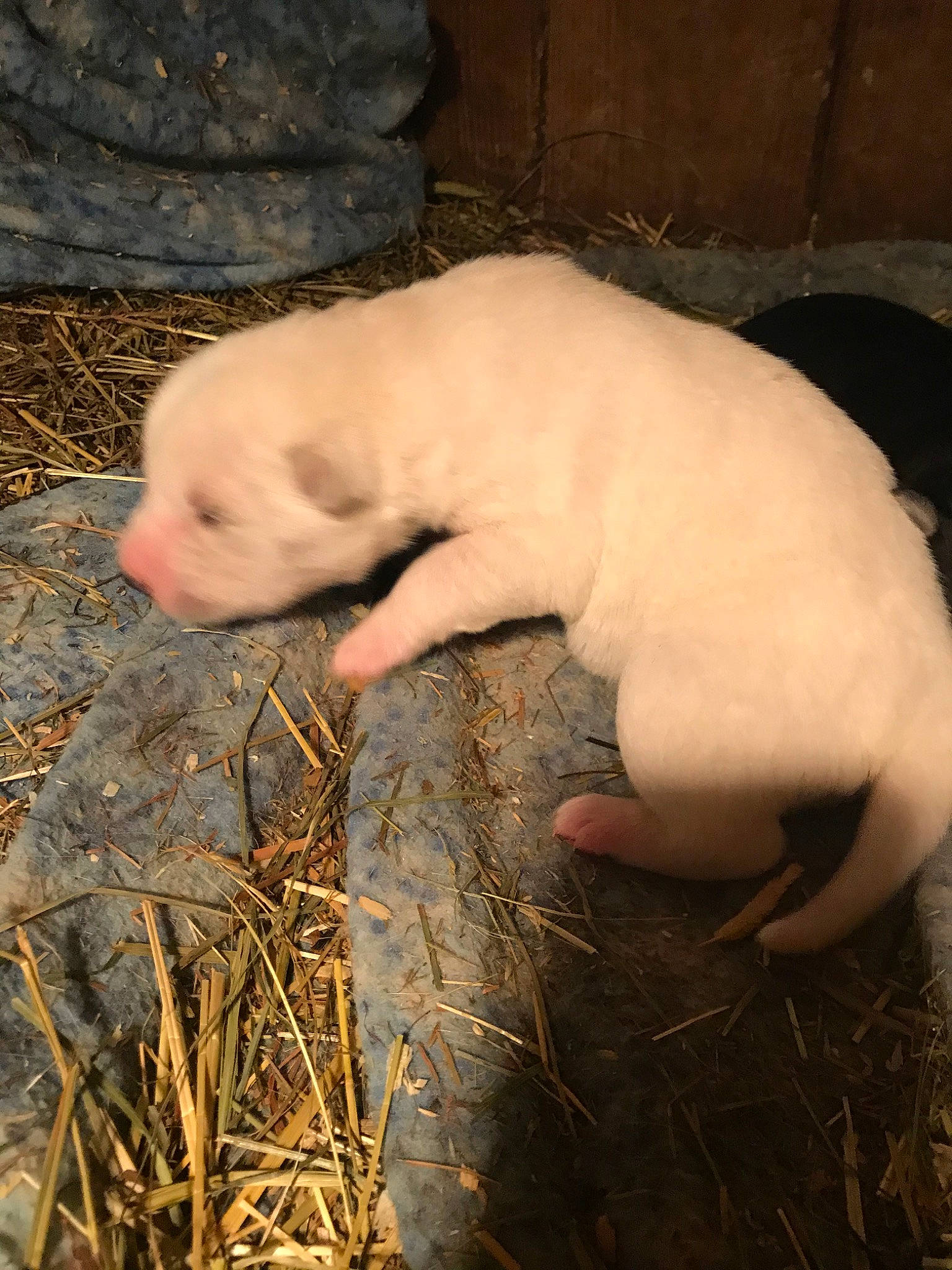 Little Bear is registered to the contest to win money with this photo: american_bulldog, canidae, dog_breed, dogo_argentino, dogo_guatemalteco, domestic_pig, fawn, guard_dog, mammal, non_sporting_group, nose, puppy, snout, suidae, vertebrate